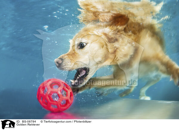 Golden Retriever / Golden Retriever / BS-08784