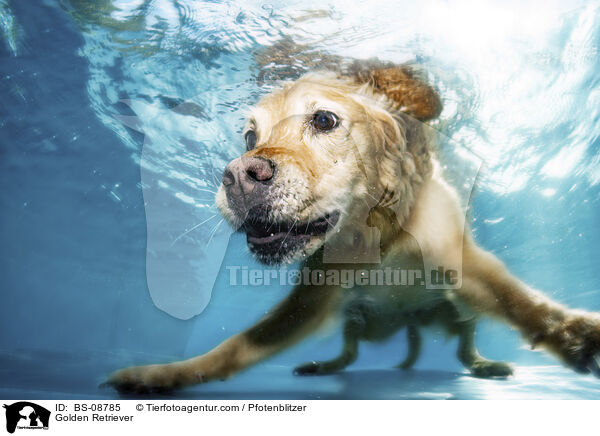 Golden Retriever / Golden Retriever / BS-08785
