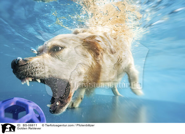 Golden Retriever / Golden Retriever / BS-08811