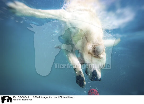 Golden Retriever / Golden Retriever / BS-08841