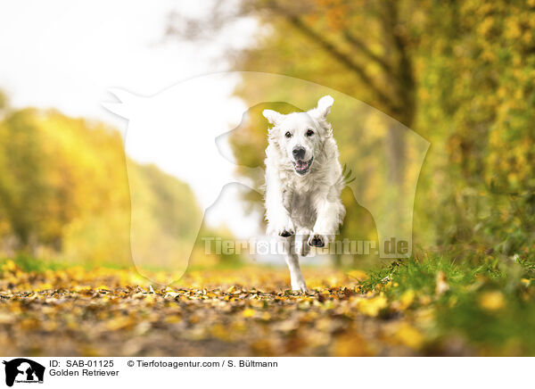 Golden Retriever / Golden Retriever / SAB-01125
