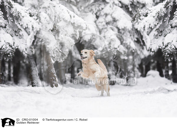 Golden Retriever / Golden Retriever / CRO-01004