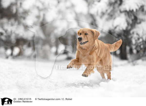 Golden Retriever / Golden Retriever / CRO-01015