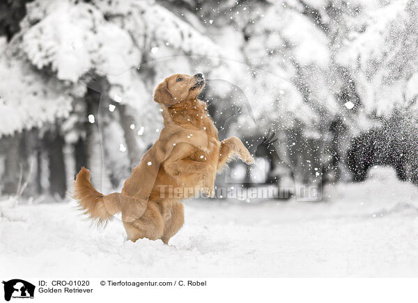 Golden Retriever / Golden Retriever / CRO-01020