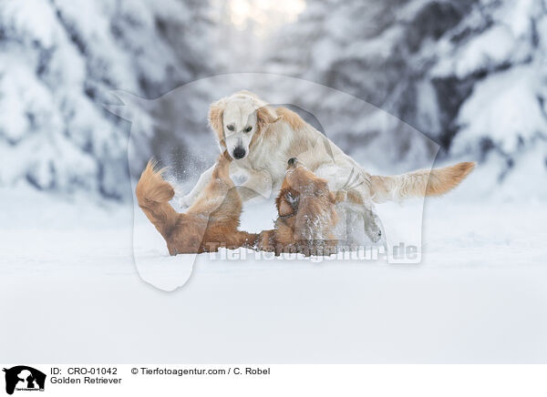 Golden Retriever / CRO-01042
