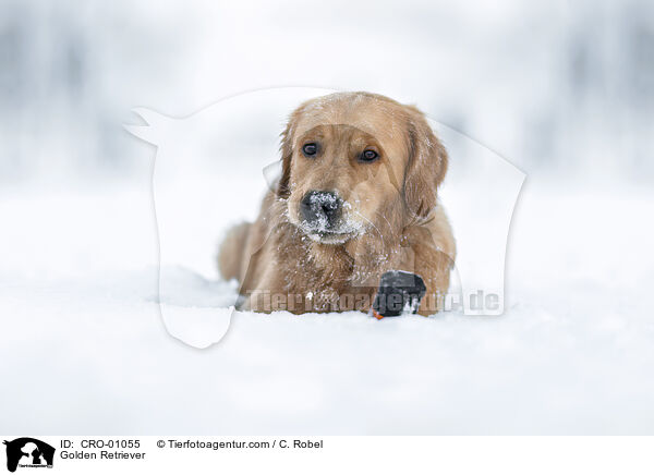 Golden Retriever / Golden Retriever / CRO-01055