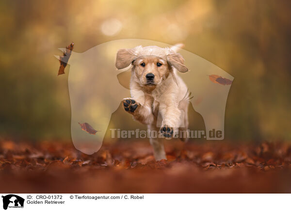 Golden Retriever / Golden Retriever / CRO-01372
