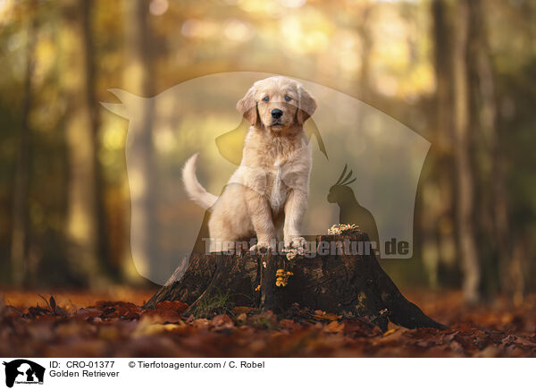 Golden Retriever / Golden Retriever / CRO-01377