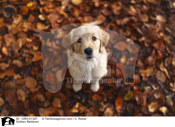 Golden Retriever / Golden Retriever / CRO-01387
