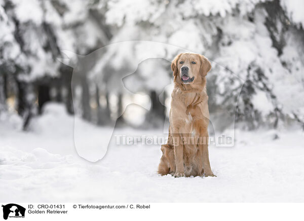 Golden Retriever / Golden Retriever / CRO-01431