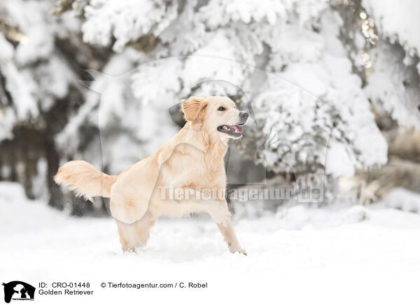 Golden Retriever / Golden Retriever / CRO-01448