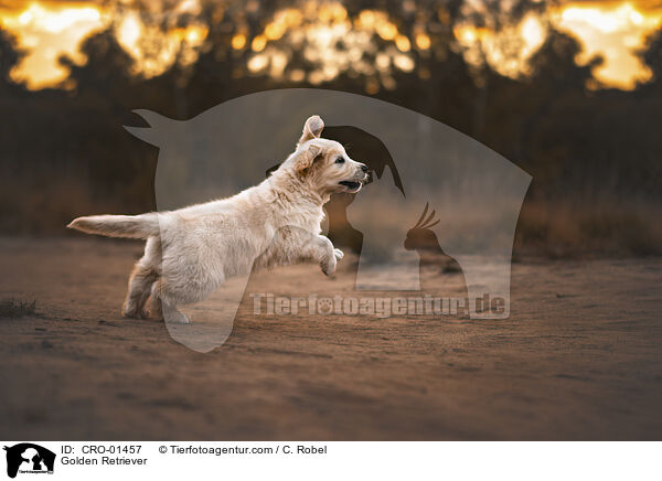 Golden Retriever / Golden Retriever / CRO-01457
