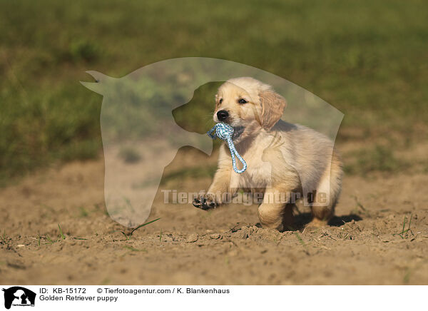 Golden Retriever Welpe / Golden Retriever puppy / KB-15172