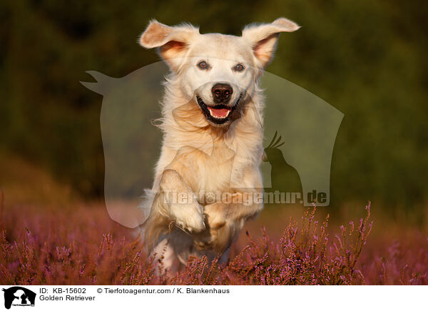 Golden Retriever / Golden Retriever / KB-15602