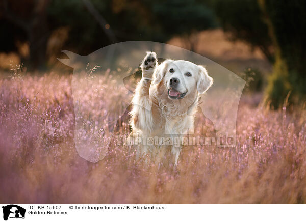 Golden Retriever / Golden Retriever / KB-15607