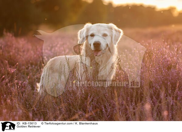Golden Retriever / Golden Retriever / KB-15613