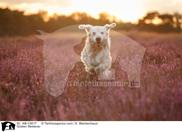 Golden Retriever / Golden Retriever / KB-15617
