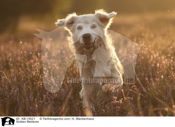 Golden Retriever / Golden Retriever / KB-15621