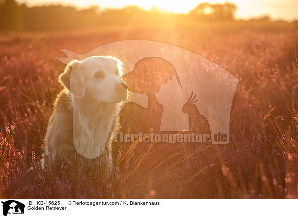 Golden Retriever / Golden Retriever / KB-15625
