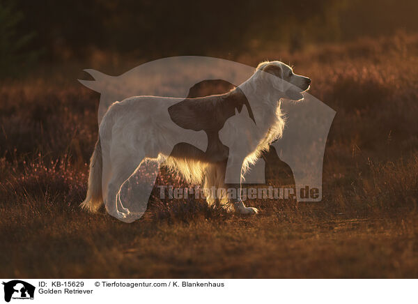 Golden Retriever / Golden Retriever / KB-15629
