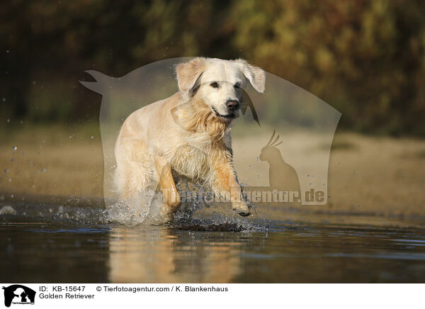 Golden Retriever / Golden Retriever / KB-15647
