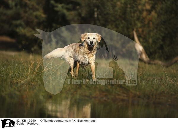 Golden Retriever / Golden Retriever / KB-15650