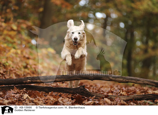 Golden Retriever / Golden Retriever / KB-15666