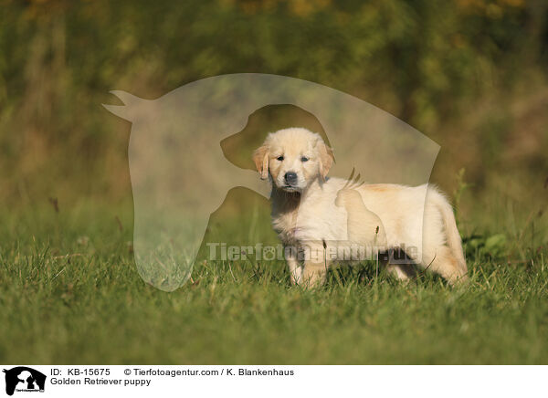 Golden Retriever Welpe / Golden Retriever puppy / KB-15675