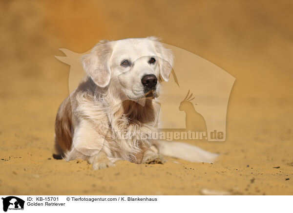 Golden Retriever / Golden Retriever / KB-15701
