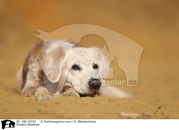 Golden Retriever / Golden Retriever / KB-15703