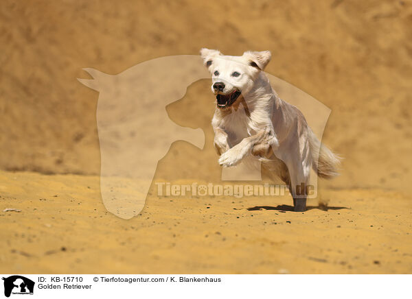 Golden Retriever / Golden Retriever / KB-15710