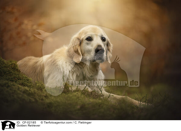 Golden Retriever / Golden Retriever / CF-02185