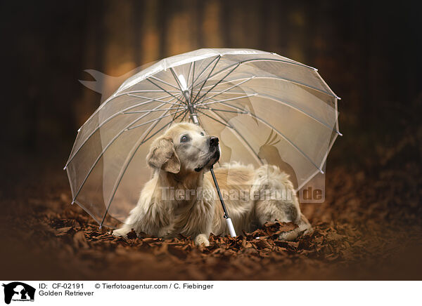Golden Retriever / Golden Retriever / CF-02191