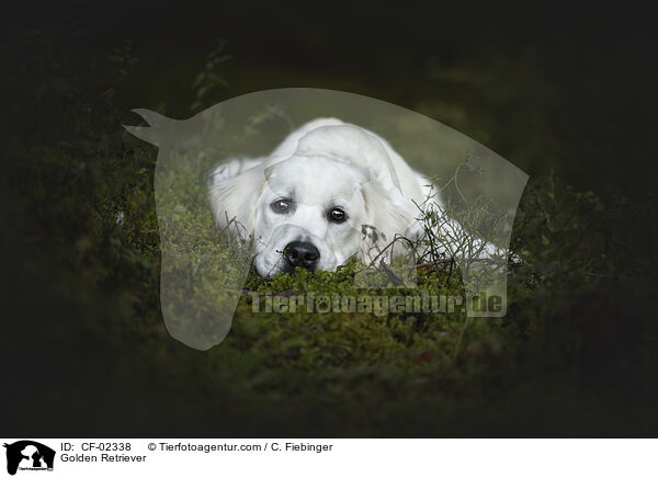 Golden Retriever / Golden Retriever / CF-02338
