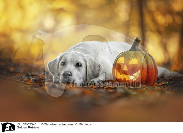 Golden Retriever / Golden Retriever / CF-02340