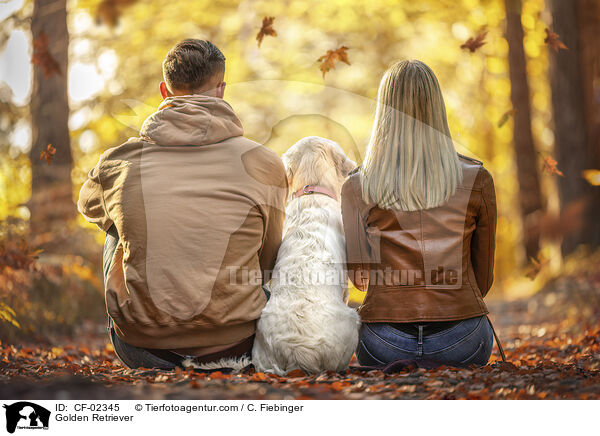 Golden Retriever / Golden Retriever / CF-02345