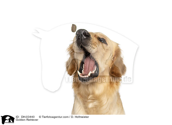 Golden Retriever / Golden Retriever / DH-03440