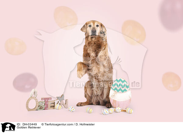Golden Retriever / Golden Retriever / DH-03449