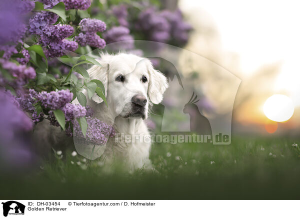 Golden Retriever / Golden Retriever / DH-03454