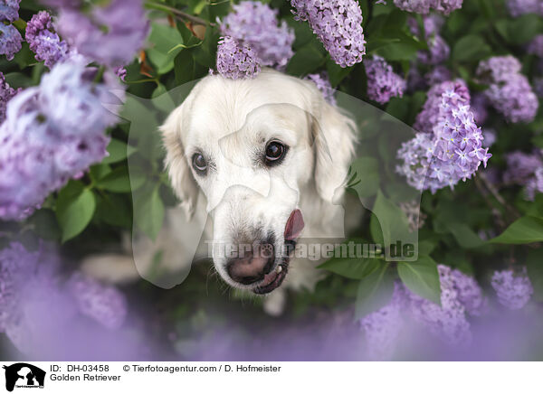 Golden Retriever / Golden Retriever / DH-03458