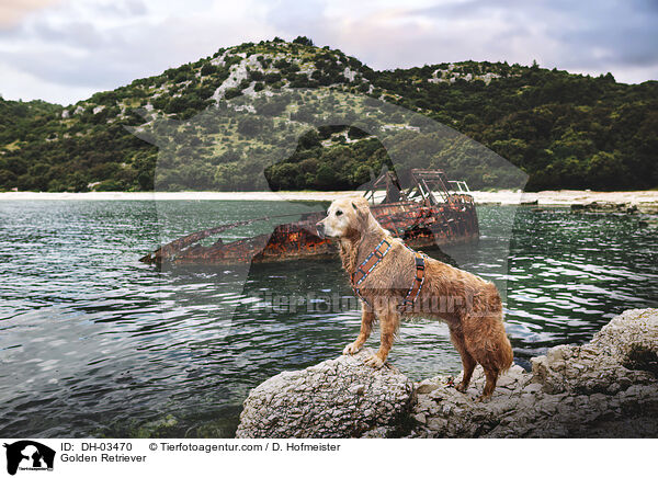 Golden Retriever / Golden Retriever / DH-03470