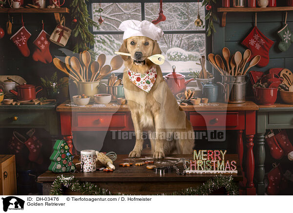 Golden Retriever / Golden Retriever / DH-03476