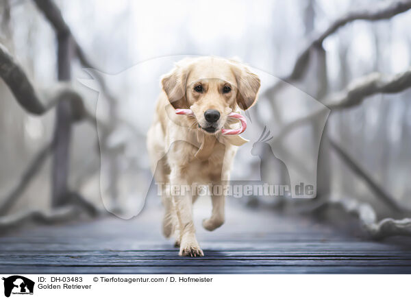 Golden Retriever / Golden Retriever / DH-03483