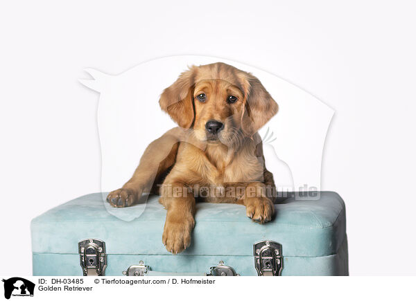 Golden Retriever / Golden Retriever / DH-03485
