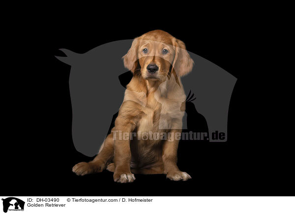 Golden Retriever / Golden Retriever / DH-03490