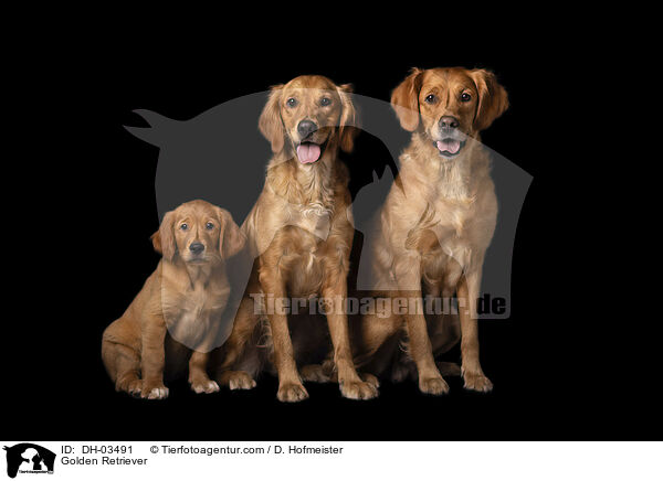 Golden Retriever / Golden Retriever / DH-03491