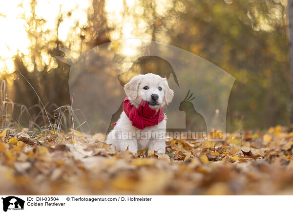 Golden Retriever / Golden Retriever / DH-03504