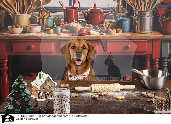 Golden Retriever / Golden Retriever / DH-03505