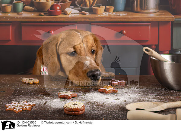 Golden Retriever / Golden Retriever / DH-03506