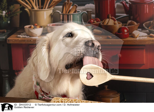 Golden Retriever / Golden Retriever / DH-03512